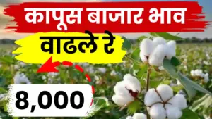 कापूस बाजारात ८००० चा टप्पा पार! अकोल्यात तेजीचा बार, पण सर्वत्र दरवाढीची प्रतीक्षा!